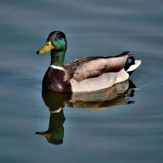 【生态保护】森林警察大队成功救助一只国家二级保护动物——绿头鸭