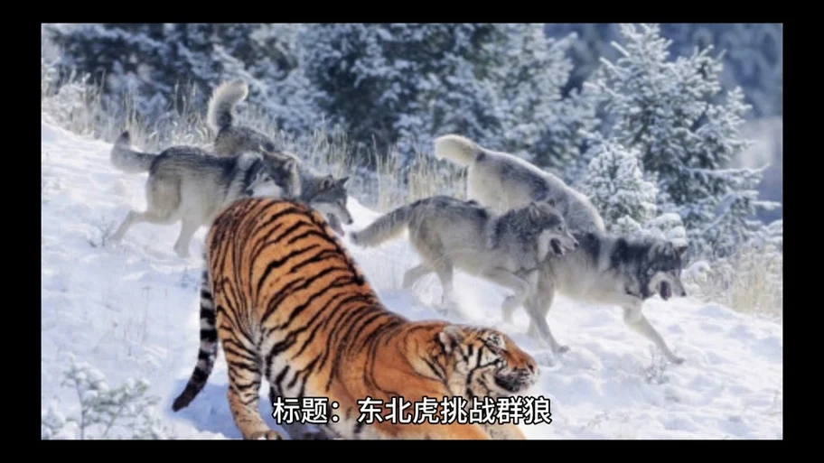 群狼站猛虎_群狼 老虎_猛虎下山战群狼 - 抖音