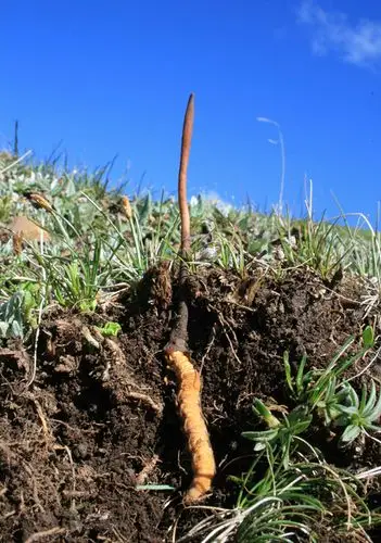 冬虫夏草 ophiocordyceps sinensis