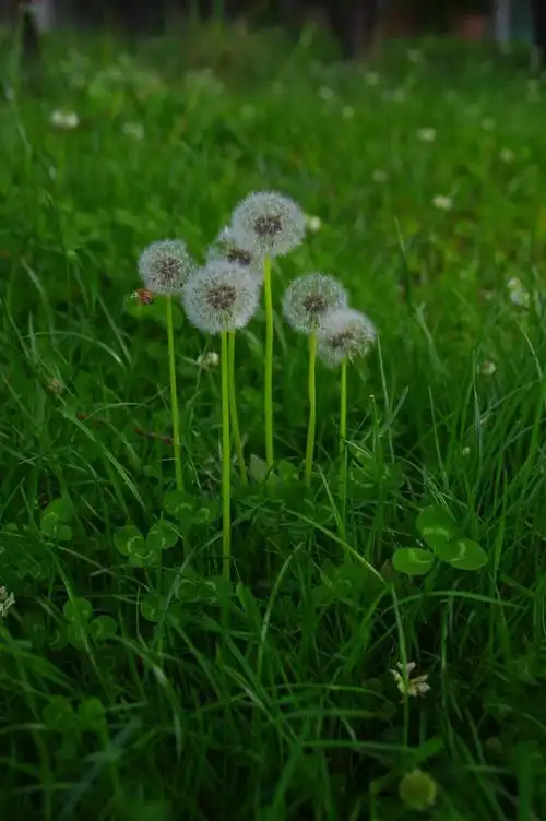 当前位置:关注森林>保护地动态>森林公园>正文蒲公英的叶子为倒卵状