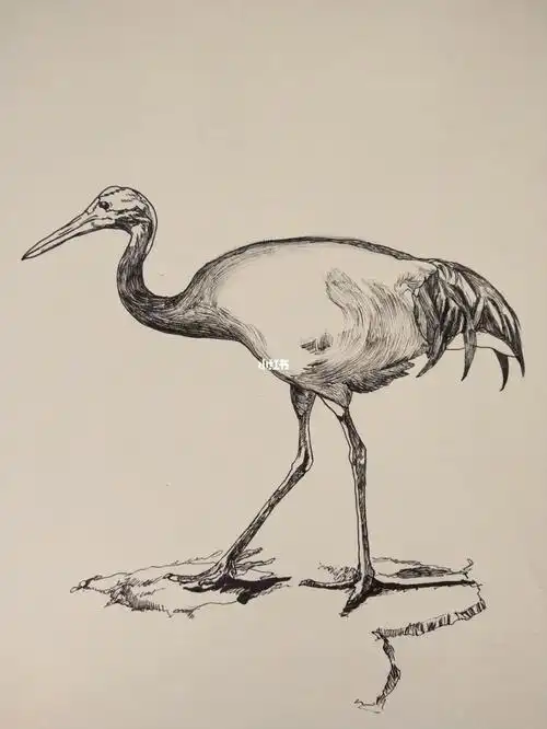 动物写生  #速写  #钢笔速写  #线描  #动物园  #保护动物  #动物森