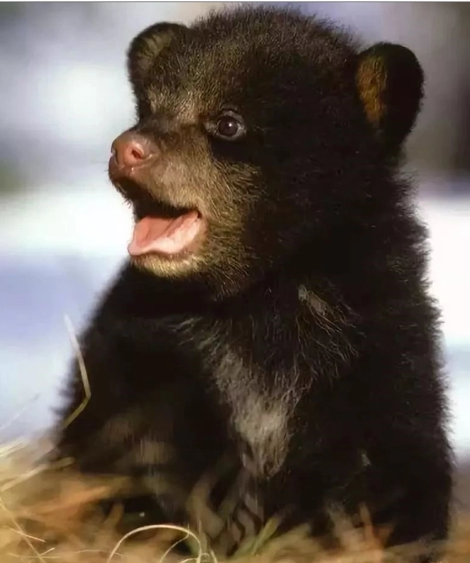 美国"熊女士"长眠冬季森林深处,请记住以一己薄力保护自然的勇士!